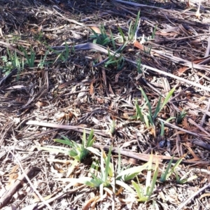 Iris sp. at Hughes, ACT - 15 May 2019