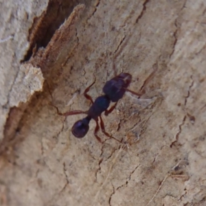 Rhytidoponera aspera at Acton, ACT - 25 May 2019