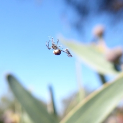 Araneidae (family) (Orb weaver) at ANBG - 25 May 2019 by Christine