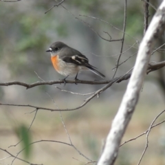 Petroica boodang (Scarlet Robin) at Watson, ACT - 24 May 2019 by WalterEgo