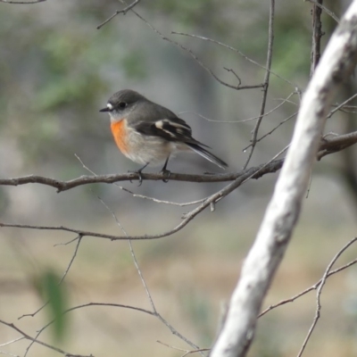 Petroica boodang (Scarlet Robin) at Mount Majura - 24 May 2019 by WalterEgo