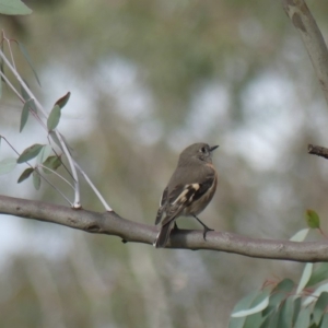 Petroica boodang at Watson, ACT - 24 May 2019 10:03 AM