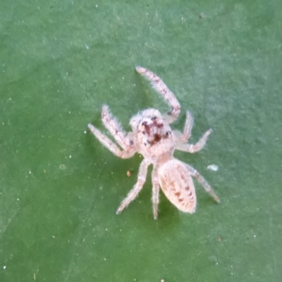 Opisthoncus grassator (Jumping spider) at Acton, ACT - 25 May 2019 by Christine