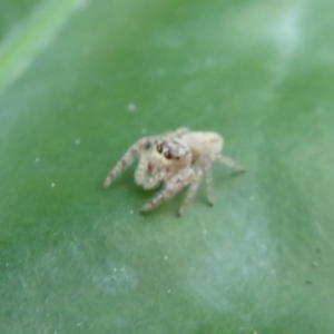 Opisthoncus grassator at Acton, ACT - 25 May 2019