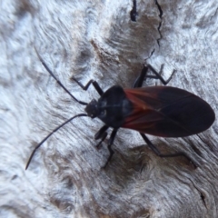 Oncopeltus (Oncopeltus) sordidus (Milk vine bug) at Hackett, ACT - 22 May 2019 by Christine