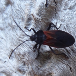 Oncopeltus (Oncopeltus) sordidus at Hackett, ACT - 22 May 2019 01:28 PM