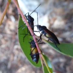 Oncopeltus (Oncopeltus) sordidus at Hackett, ACT - 22 May 2019