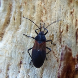 Oncopeltus (Oncopeltus) sordidus at Hackett, ACT - 22 May 2019 01:28 PM