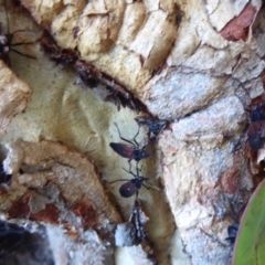 Oncopeltus (Oncopeltus) sordidus at Hackett, ACT - 22 May 2019 01:28 PM