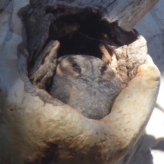Aegotheles cristatus (Australian Owlet-nightjar) at Acton, ACT - 25 May 2019 by Christine