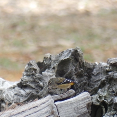 Pardalotus punctatus (Spotted Pardalote) at Watson, ACT - 24 May 2019 by WalterEgo