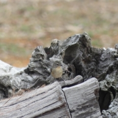 Pardalotus punctatus at Watson, ACT - 24 May 2019