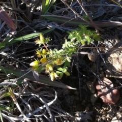 Hypericum perforatum (St John's Wort) at Hughes, ACT - 15 May 2019 by ruthkerruish