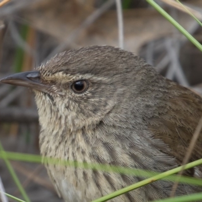 Hylacola pyrrhopygia (Chestnut-rumped Heathwren) at Piney Ridge - 28 Oct 2017 by rawshorty