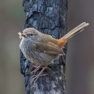 Hylacola pyrrhopygia (Chestnut-rumped Heathwren) at Piney Ridge - 21 Oct 2017 by rawshorty