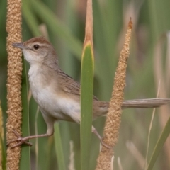 Cincloramphus timoriensis at Fyshwick, ACT - 8 Jan 2017