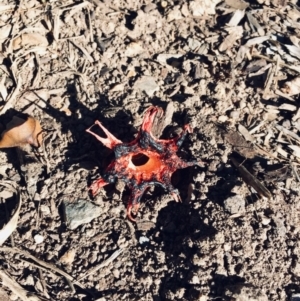 Aseroe rubra at Tathra, NSW - 26 May 2019