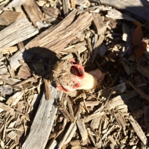 Aseroe rubra at Tathra, NSW - 26 May 2019