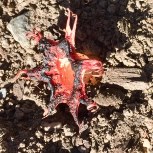 Aseroe rubra at Tathra, NSW - 26 May 2019