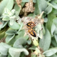 Agonoscelis rutila (Horehound bug) at Tathra, NSW - 19 Mar 2019 by Suzhop