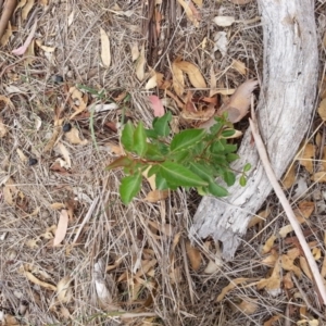 Rosaceae sp. (family) at Watson, ACT - 5 Mar 2019