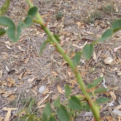 Rosa sp. (A Wild Rose) at Watson, ACT - 5 Mar 2019 by waltraud