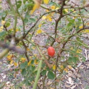 Rosa canina at Watson, ACT - 5 Mar 2019