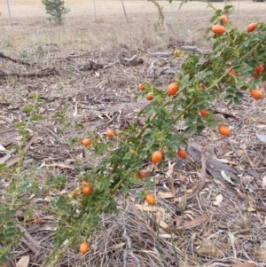 Rosa canina at Watson, ACT - 5 Mar 2019