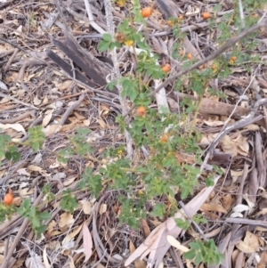 Rosa canina at Watson, ACT - 5 Mar 2019 02:16 PM