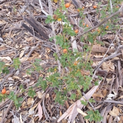 Rosa canina (Dog Rose) at Watson, ACT - 5 Mar 2019 by waltraud