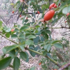 Rosa canina at Watson, ACT - 5 Mar 2019 02:18 PM