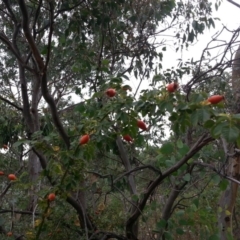 Rosa canina at Watson, ACT - 5 Mar 2019 02:18 PM