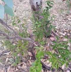 Ligustrum lucidum (Large-leaved Privet) at Watson, ACT - 5 Mar 2019 by waltraud