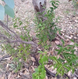 Ligustrum lucidum at Watson, ACT - 5 Mar 2019