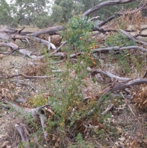 Rosa sp. at Watson, ACT - 5 Mar 2019