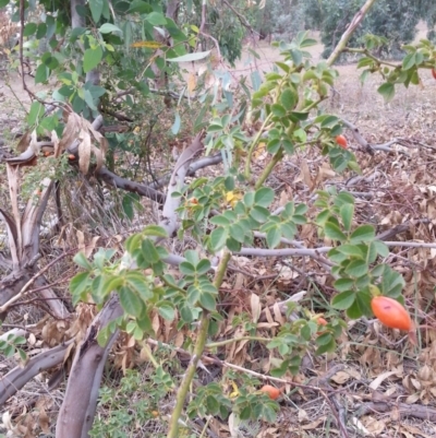 Rosa canina (Dog Rose) at Watson, ACT - 5 Mar 2019 by waltraud