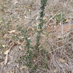 Olea europaea subsp. cuspidata (African Olive) at Bondo State Forest - 5 Mar 2019 by waltraud