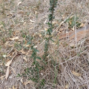Olea europaea subsp. cuspidata at Goobarragandra, NSW - 5 Mar 2019