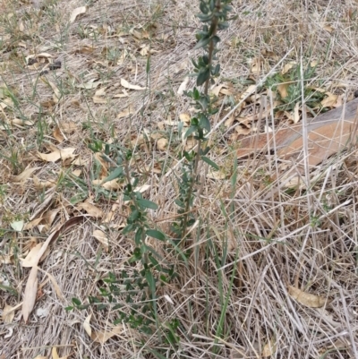 Olea europaea subsp. cuspidata (African Olive) at Bondo State Forest - 5 Mar 2019 by waltraud