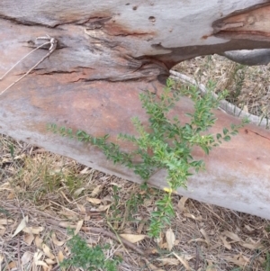 Ligustrum sinense at Watson, ACT - 5 Mar 2019