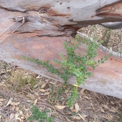 Ligustrum sinense (Narrow-leaf Privet, Chinese Privet) at Watson, ACT - 5 Mar 2019 by waltraud