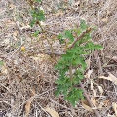 Crataegus monogyna (Hawthorn) at Watson, ACT - 5 Mar 2019 by waltraud