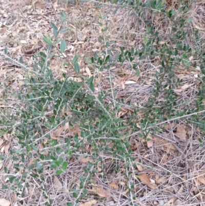 Olea europaea subsp. cuspidata (African Olive) at Watson, ACT - 5 Mar 2019 by waltraud