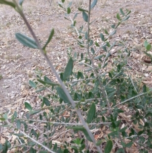 Olea europaea subsp. cuspidata at Watson, ACT - 5 Mar 2019