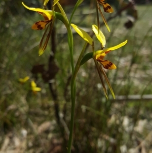 Diuris sulphurea at Penrose, NSW - suppressed