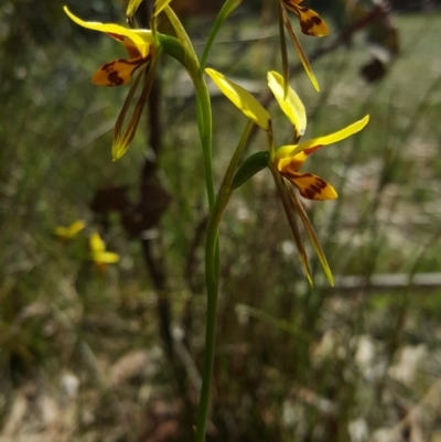 Diuris sulphurea (Tiger Orchid) at Wingecarribee Local Government Area - 3 Nov 2018 by AliciaKaylock