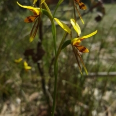 Diuris sulphurea (Tiger orchid) at Penrose, NSW - 3 Nov 2018 by AliciaKaylock
