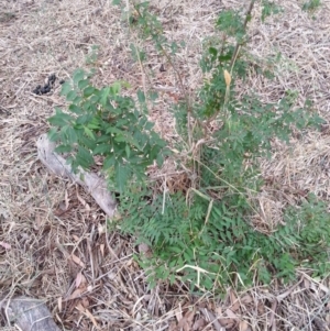 Pistacia chinensis at Watson, ACT - 5 Mar 2019 02:25 PM