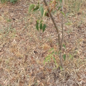 Celtis australis at Wamboin, NSW - 5 Mar 2019 02:36 PM