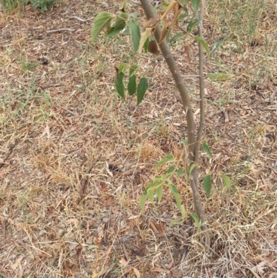 Celtis australis (Nettle Tree) at Wamboin, NSW - 5 Mar 2019 by waltraud